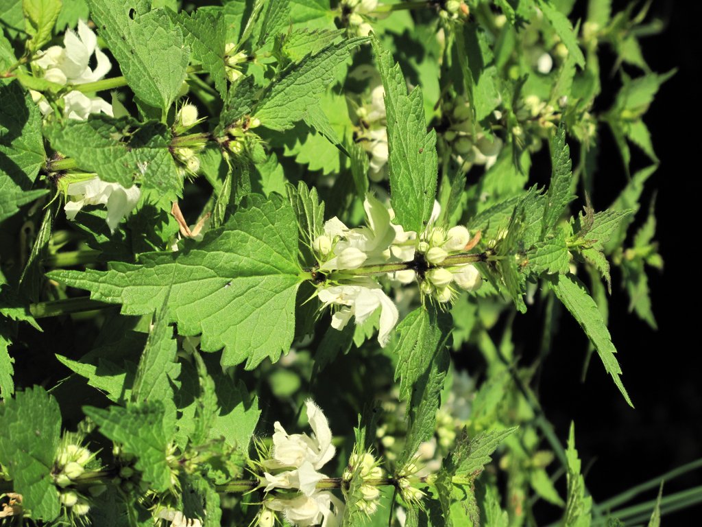 Lamium album
